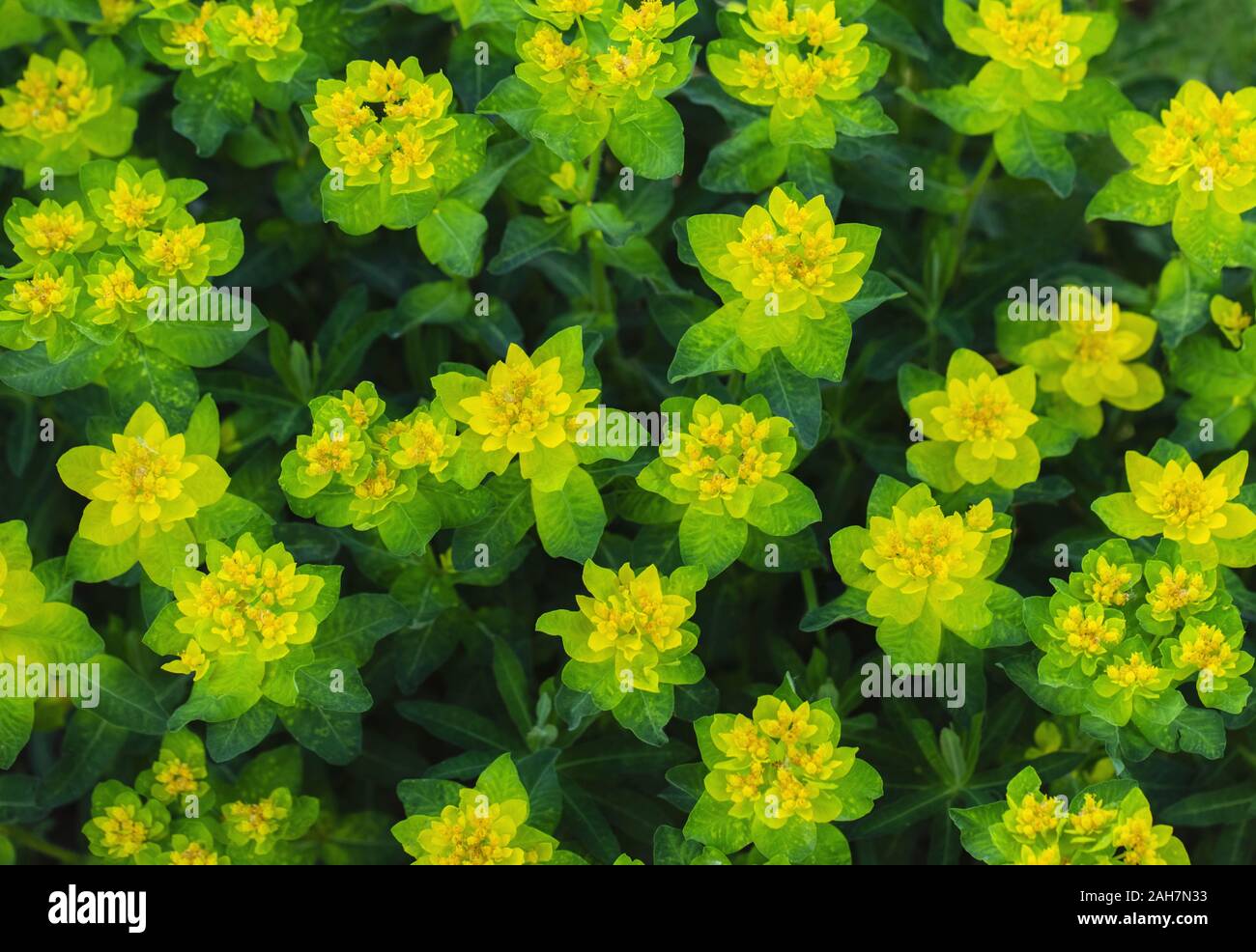 Bright yellow milkweed bushes on a green background in the garden. Floral pattern. Cushion spurge, euphorbia epithymoides on a Sunny day. Garden plant Stock Photo