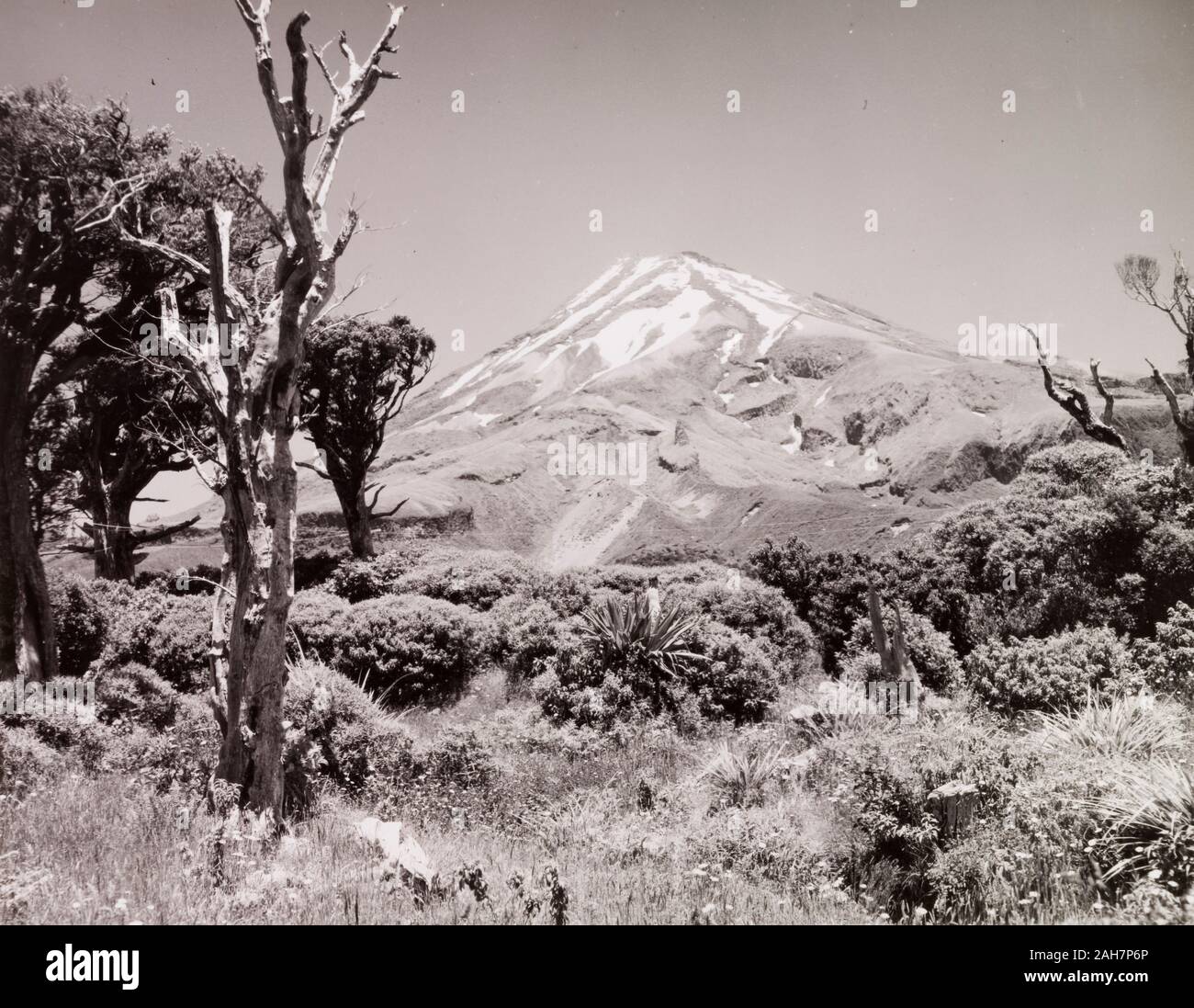 New Zealand, Mount Egmount (Mount Taranaki) North IslandThe snow clad peak of Mount Egmont (8,260ft/2,518 mts.) rises up from bushland in the North Islands west coast.Caption reads FROM THE MOUNT EGMONT HOTEL. THE MOUNTAIN IS 8260 FEET, 1966. 2005/010/1/16/85. Stock Photo