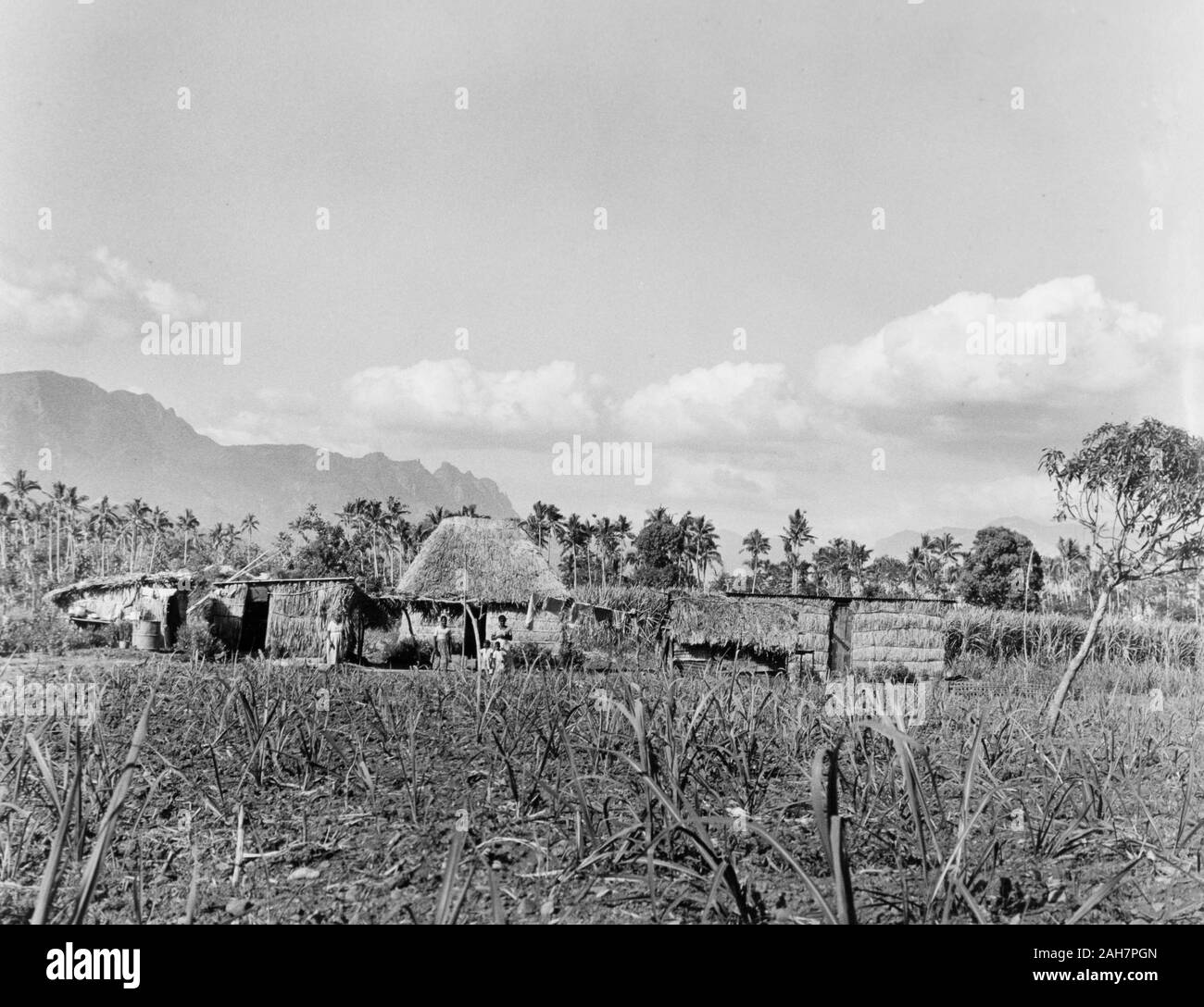Sugar cane fiji hires stock photography and images Alamy