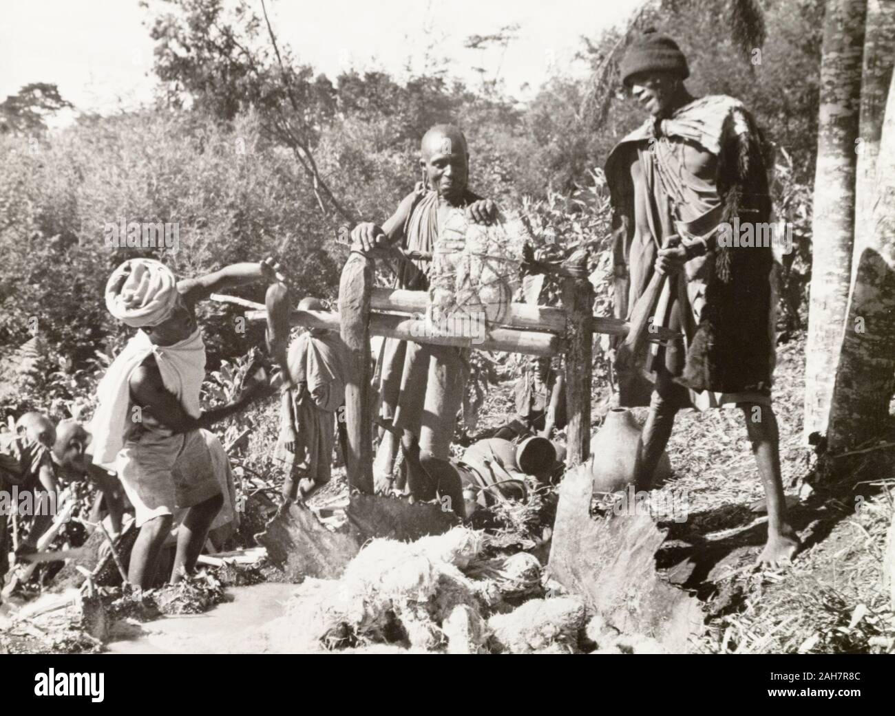 Kenya, Three Kikuyu men making beer from sugar cane using the traditional method.Original manuscript caption: Presing juice from sugar cane to make beer. S. Nyeri 1936. The juice is collected on an ox hide & poured into gourds to ferment. The resultant brew is stronger than beer made from millet, 1937. 1995/076/1/2/5/21. Stock Photo