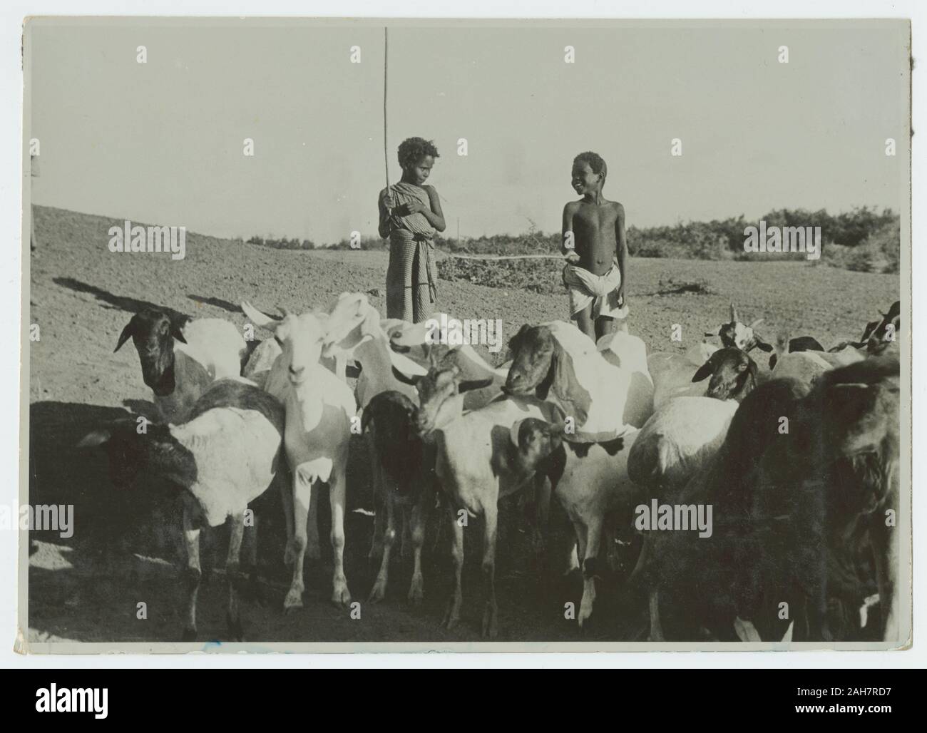 Somalia, Two Somali children tend to a herd of goats on a hillside, circa 1935. 2000/084/1/1/4/161. Stock Photo