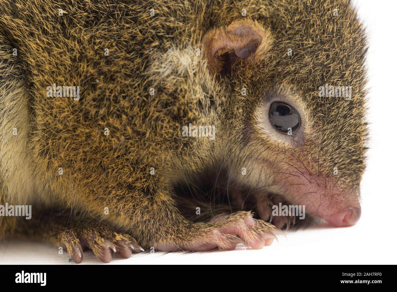 Tupaia Glis High Resolution Stock Photography and Images - Alamy