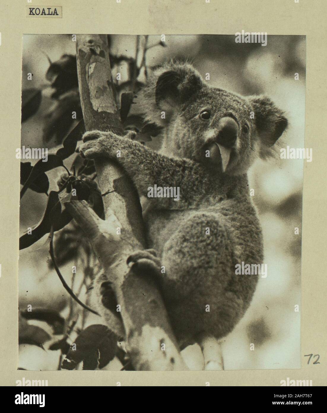 Australia, Koala bear eating leaves.Caption reads: Koala, 1925. 2005/010/1/2/72. Stock Photo