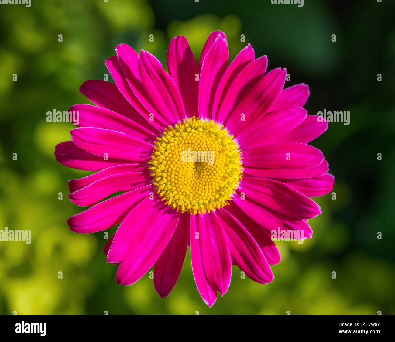 Beautiful pink flowers pyrethrum daisy on a green background. Feverfew, painted daisy. Medicinal plant. Close up macro. Top view. Stock Photo