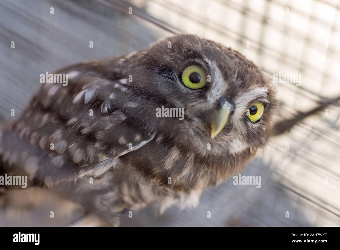 owl captured and caged Stock Photo