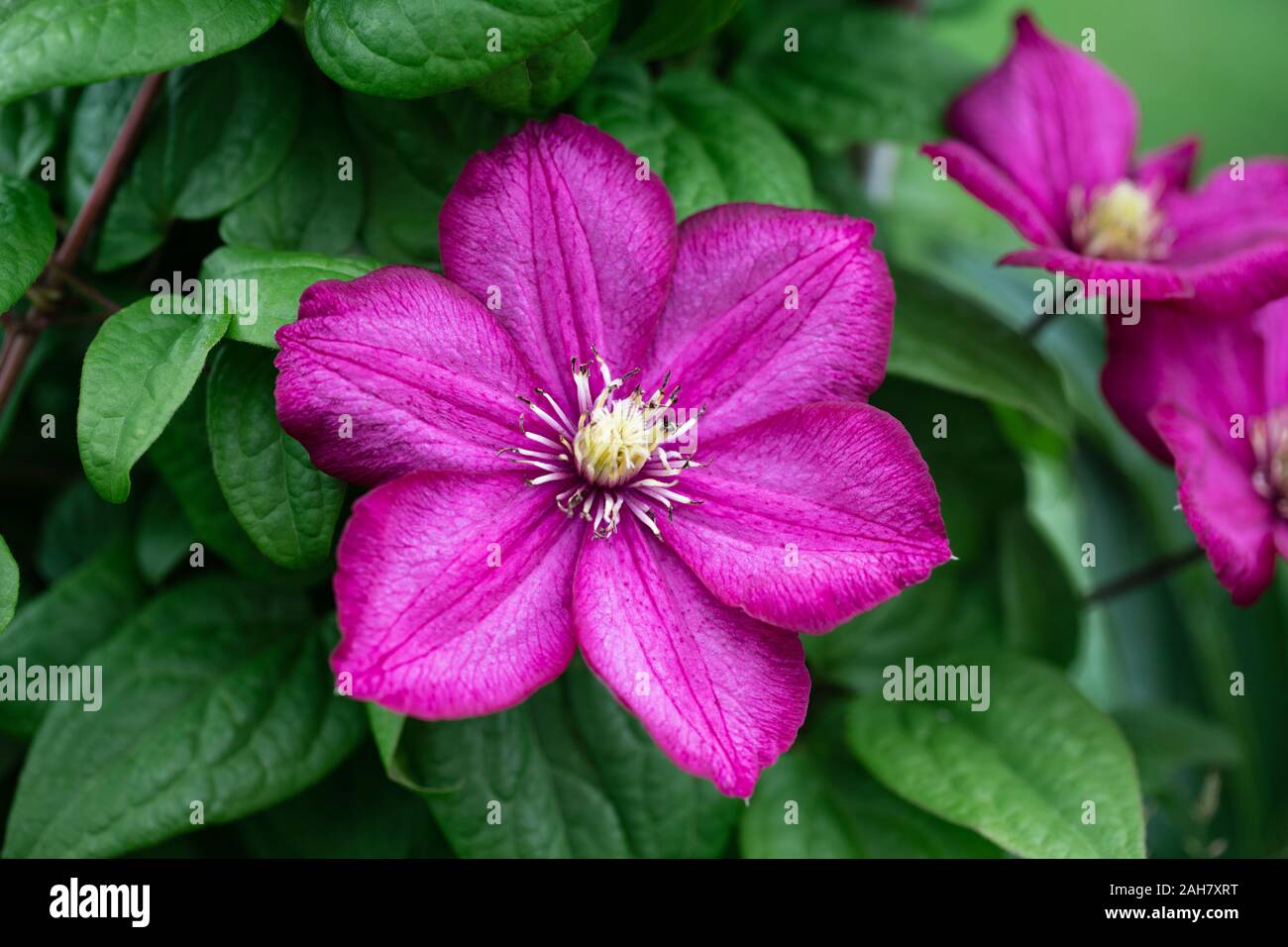 Bright pink clematis flower, nature background. Garden climbing flowers