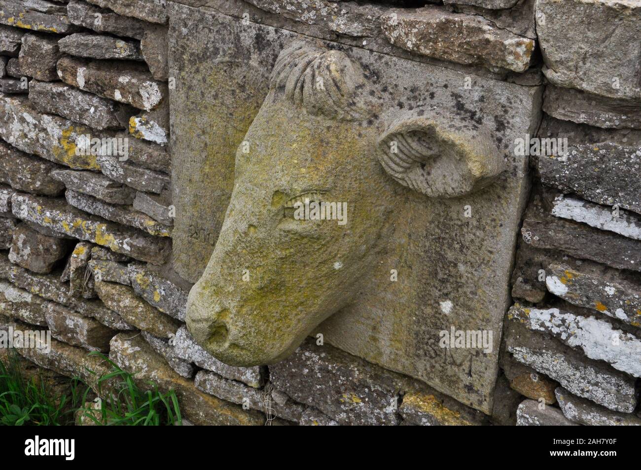 The head of a cow carved in stone inset into a limestone dry stone wall on the Purbeck peninsula in Dorset,UK Stock Photo
