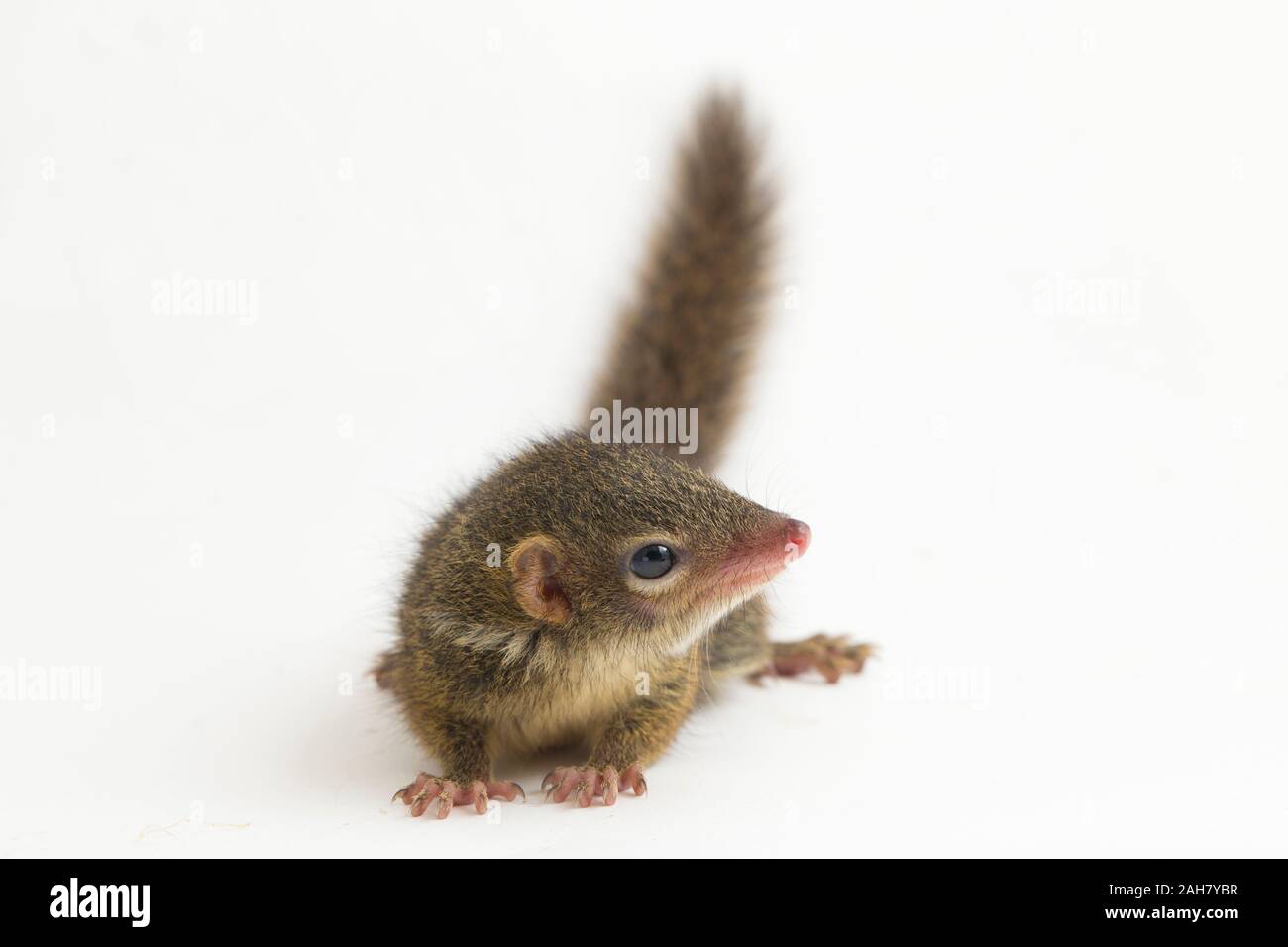 Tupaia javanica hi-res stock photography and images - Alamy