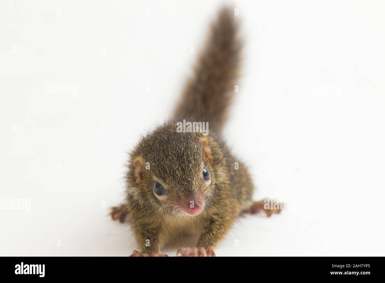 Tupaia javanica hi-res stock photography and images - Alamy
