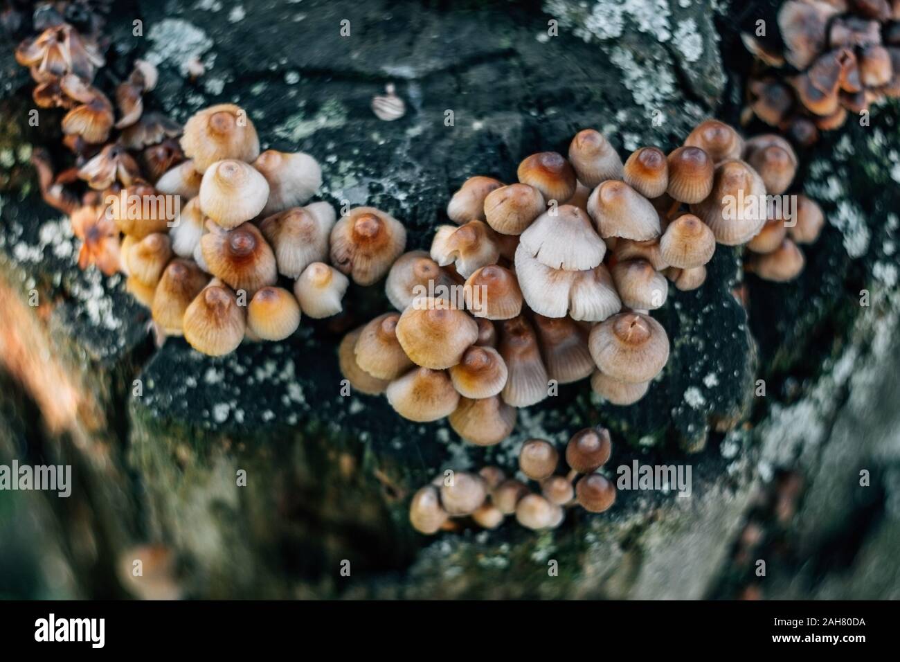 Mycena inclinata mushroom cluster on old rotten stump close-up. A group of brown small mushrooms on a tree on a green background, macro. Stock Photo