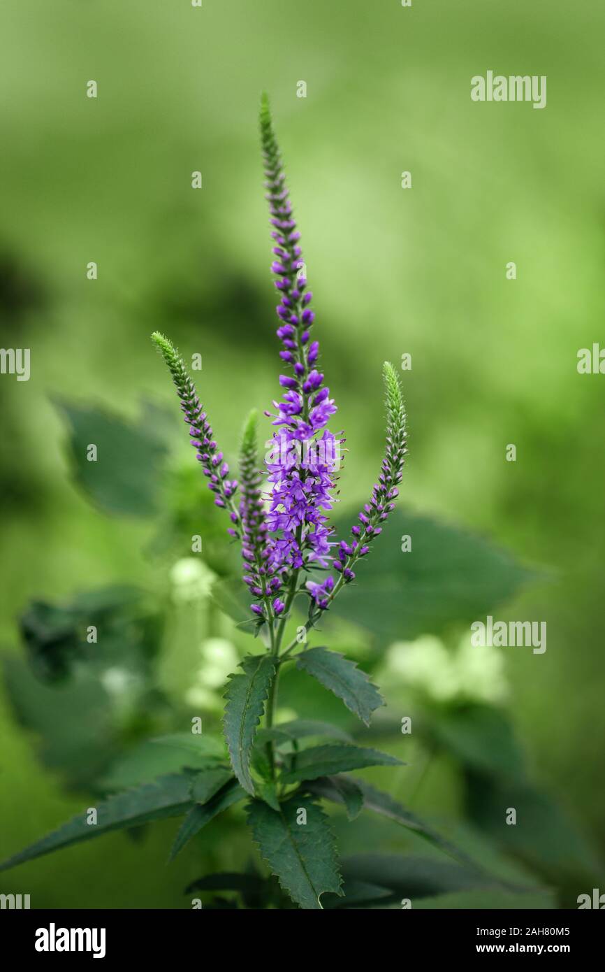 Beautiful purple flower Veronica spicata on green blurred background close-up. Speedwell in a meadow, close-up. Meadow and field flowers. Stock Photo