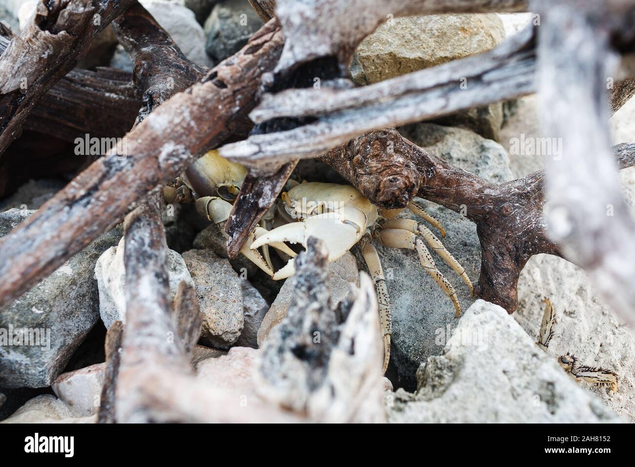 red land crab with yellow claws, black spot hiding among rocks and ...