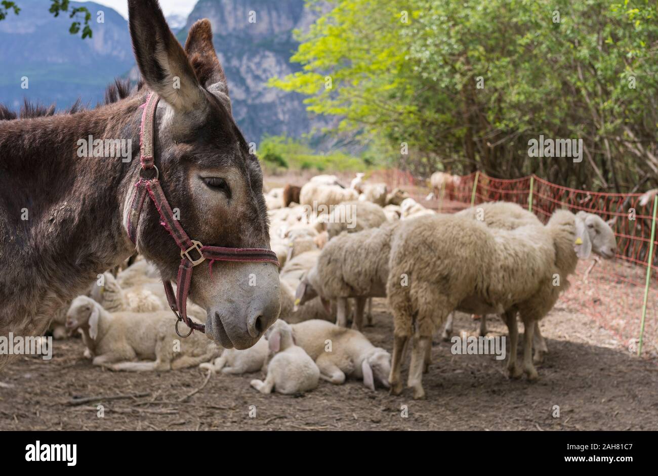 close-up of a brown donkey with red head collar and the Flock of sheep. Stock Photo