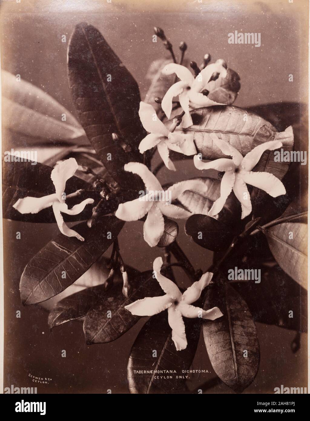 CeylonSri Lanka, Botanical study of a Tabernaemontana dichotoma in flower. Printed caption: SCOWEN & Co. CEYLON.TABERNAEMONTANA DICHOTOMA. CEYLON ONLY.Original manuscript caption: Tabernaemontana Dichotoma. Ceylon only, circa 1885. 2003/071/1/1/2/16. Stock Photo