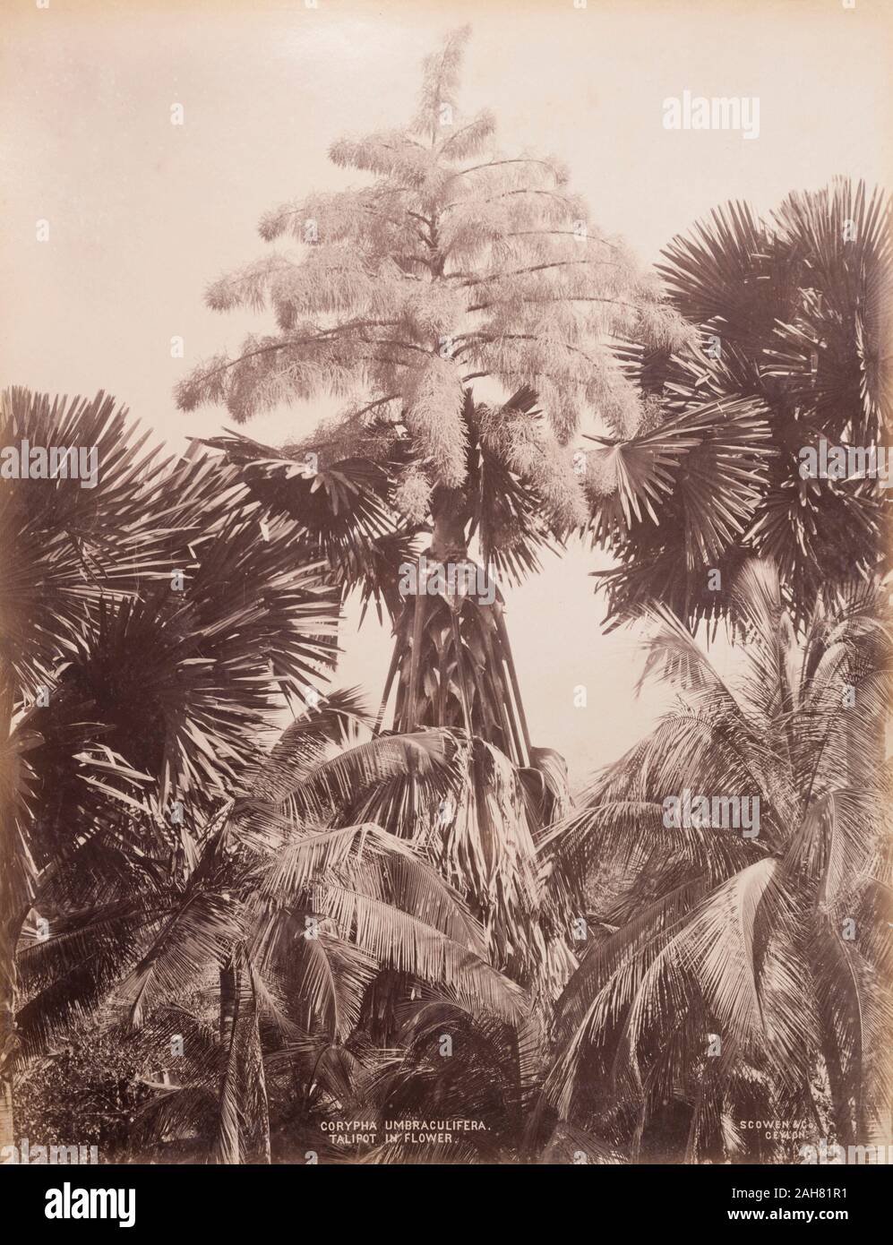 CeylonSri Lanka, Botanical study of Corypha Umbraculifera, the Talipot Palm, in flower, probably growing in Peradeniya Botanic Gardens, Kandy.Printed caption: CORYPHA UMBRACULIFERA. TALIPOT IN FLOWER.SCOWEN & Co. CEYLON.Original manuscript caption: Corypha Umbraculifera. Talipot (in flower). Ceylon, circa 1885. 2003/071/1/1/2/21. Stock Photo