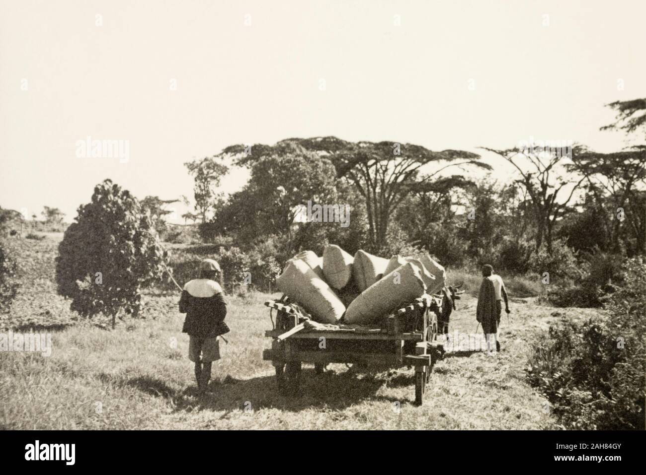 Kenya, Two farm labourers lead an ox-drawn cart laden with sacks of pyrethrum flowers through the countryside to an exportation station. Original manuscript caption: Farm wagon leaving for the station with pyrethrum in sacks. More typical acacias beyond. On the farm. 1948/50, [1930s]. 1995/076/1/2/6/18. Stock Photo