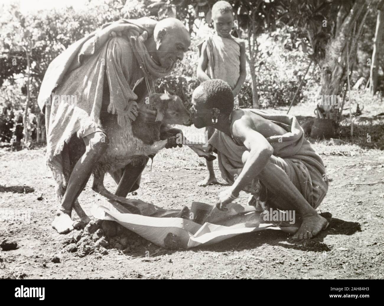 Kenya, A Kikuyu man takes part in a purification ceremony, drinking a concoction from the nose of a sacrificed goat. It is administered by a 'Mundu mugu' (magic man), and either spat or vomited out to cleanse the perpetrator of their sins. Original manuscript caption: Purification ceremony, S. Nyeri, 1936Mundu mugu standing. 1936. Supplicant drinking a concoction made from various herbs & minerals, & the undigested contents of a goats stomach, from the nose of the dead goat, 1937. 1995/076/1/2/5/32. Stock Photo
