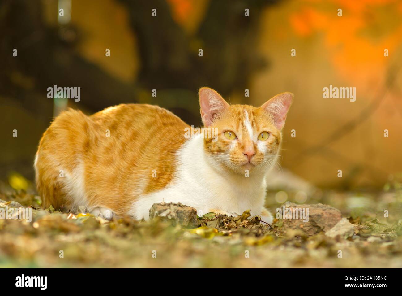 Adorable ginger cat lying on ground under the tree with warm light. Stock Photo