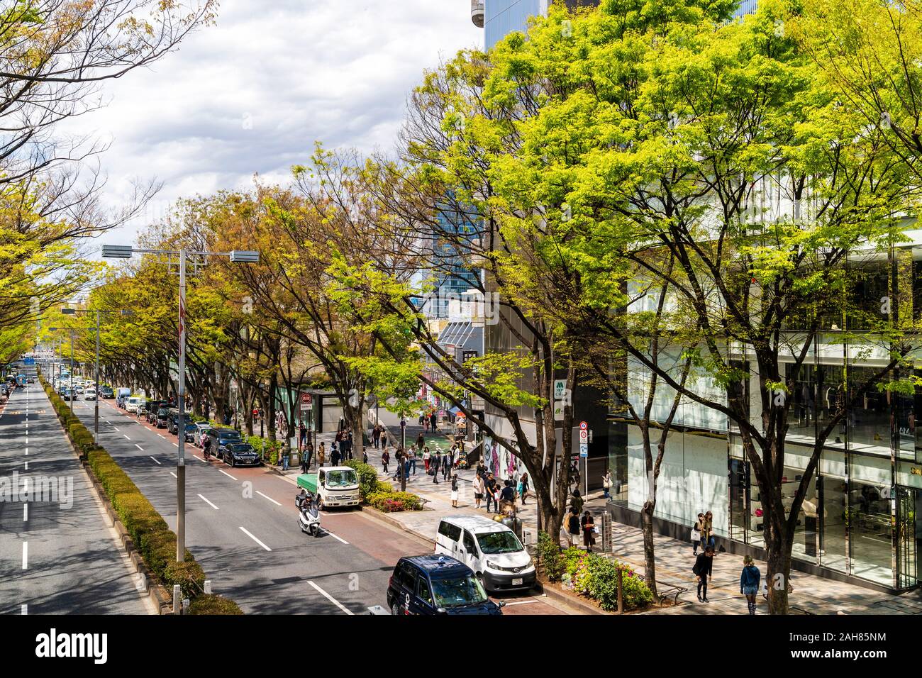 Tokyo. Omotesando Avenue in the springtime with bright green leaves on the trees along the road outside the Omotesando Hills shopping complex. Stock Photo