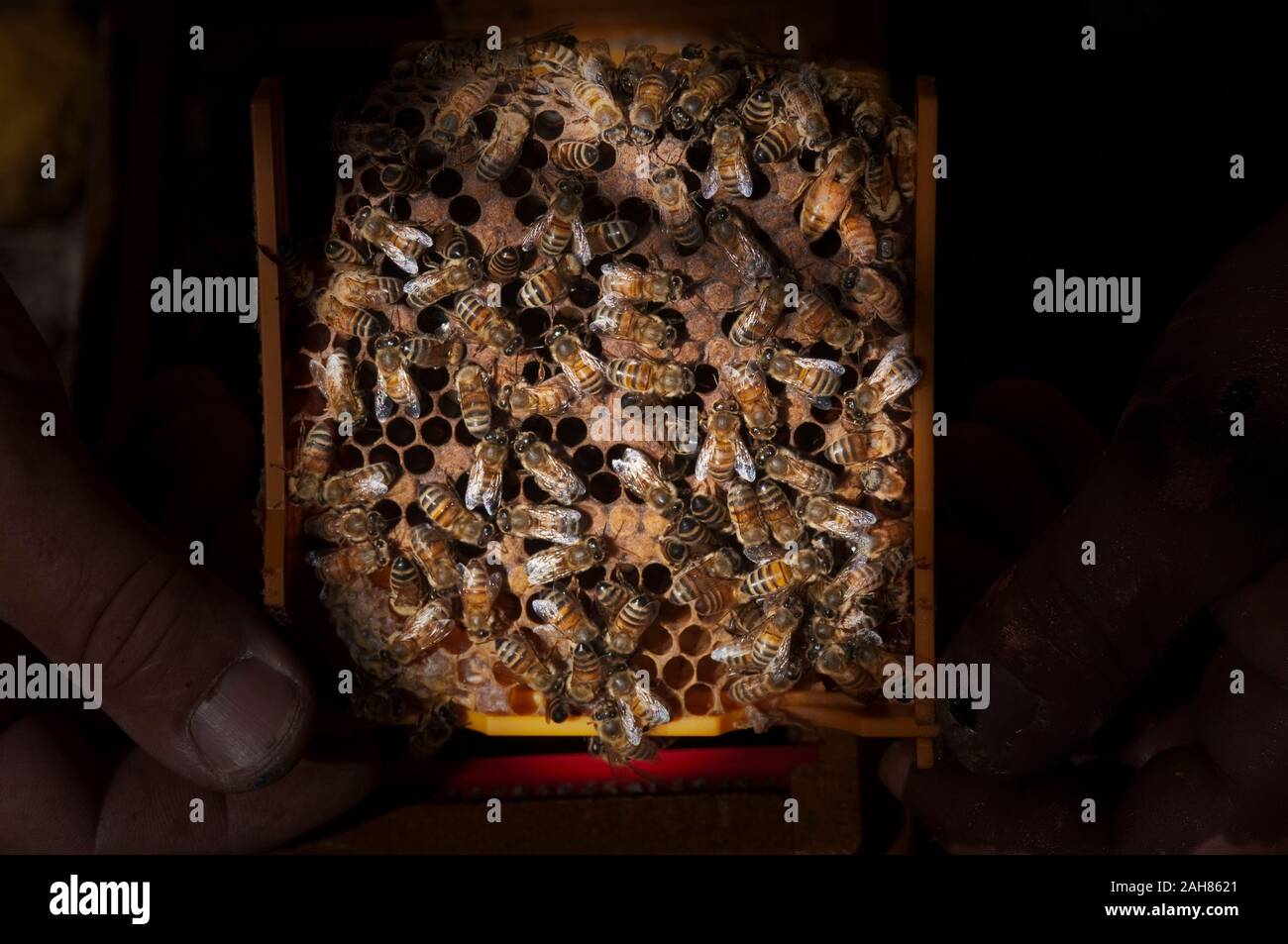 hive frames for breeding queen Stock Photo - Alamy