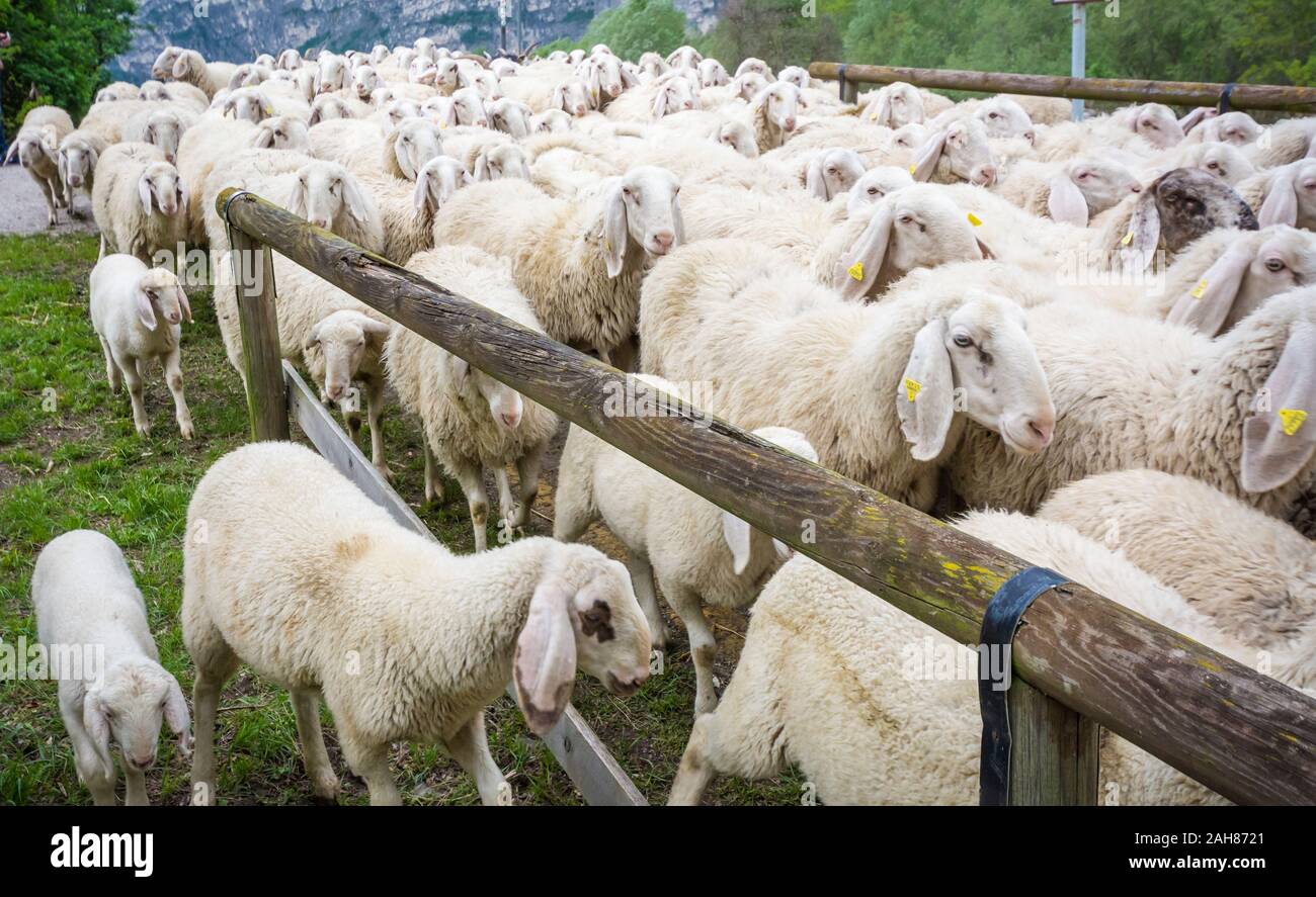 Large flock of sheep being herded, Trentino Alto Adige, northr Italy - Flock of white sheeps. Ovis aries Stock Photo