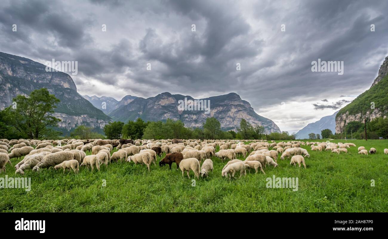 Flock of sheep in the meadow. Trentino Alto Adige, northern Italy, Europe. Ovis aries. Stock Photo