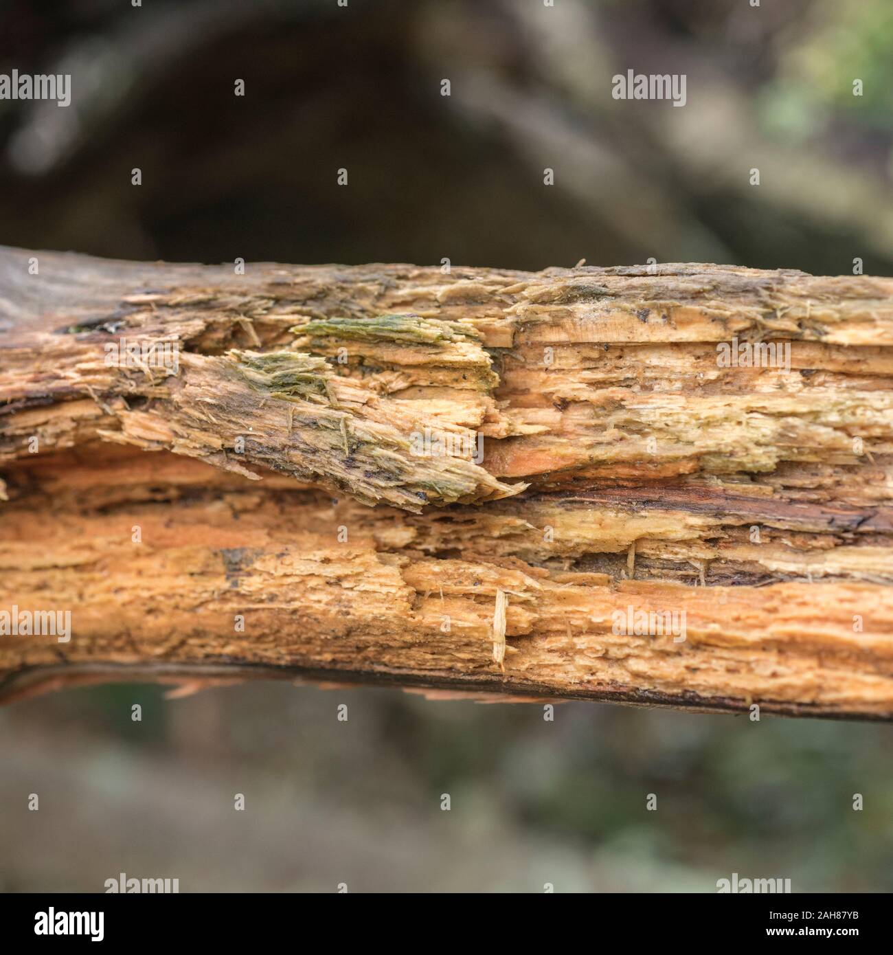 Macro closeup shot of rotten wood of tree branch. Doesn't burn well on