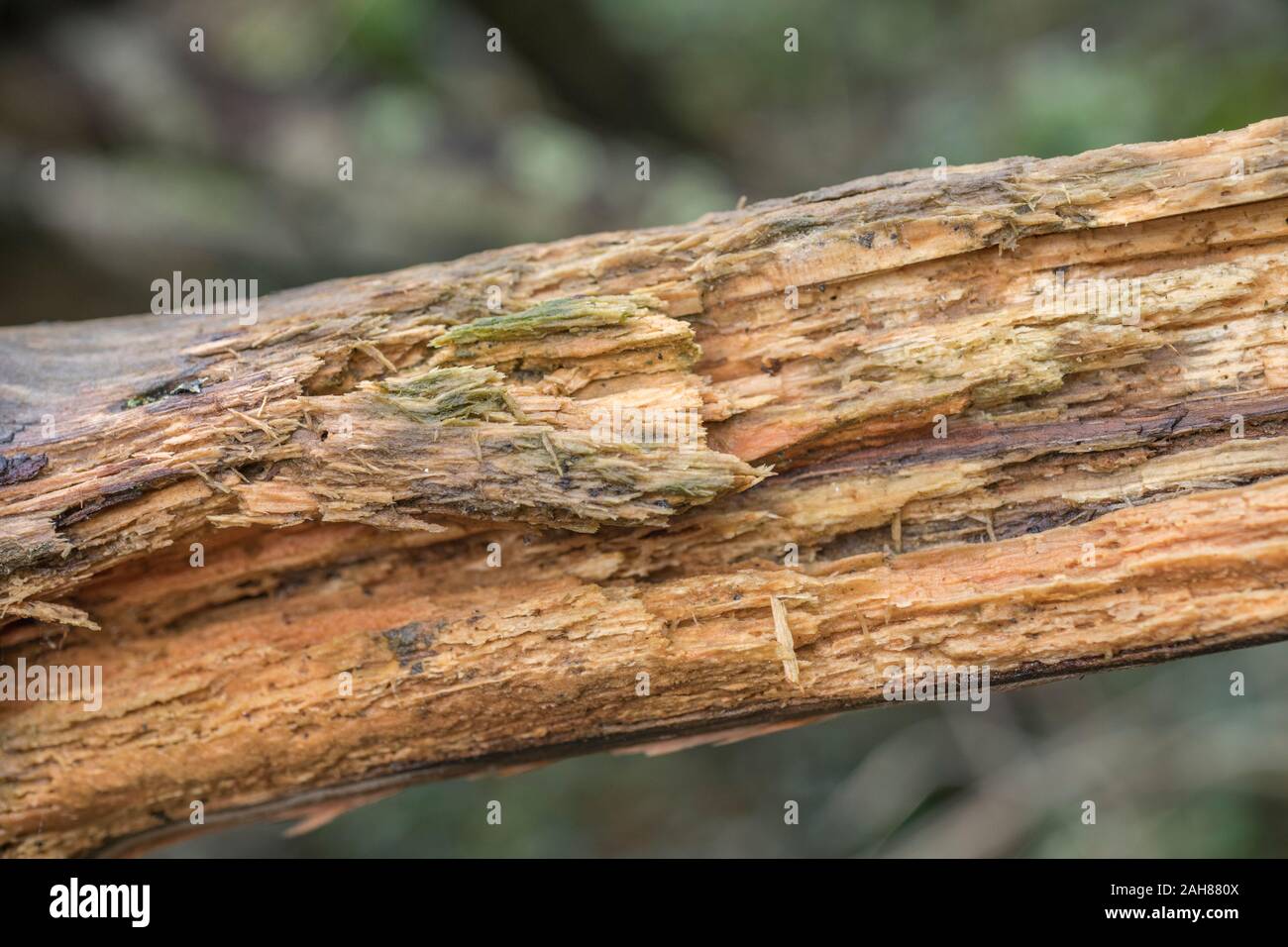 Does Rotten Wood Burn 