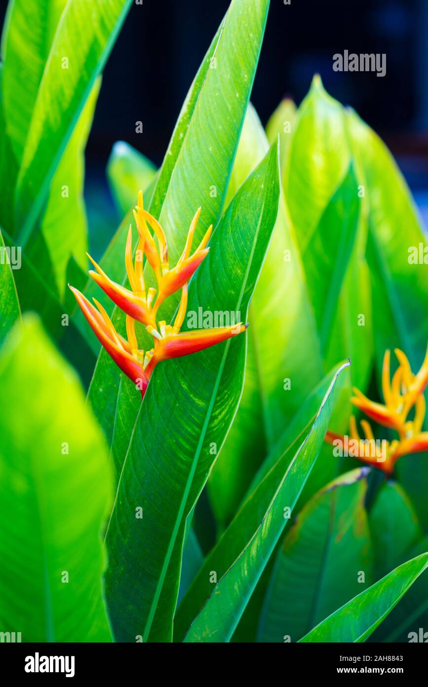 Close up of beautiful exotic tropical flower Strelitzia reginae. Stock Photo