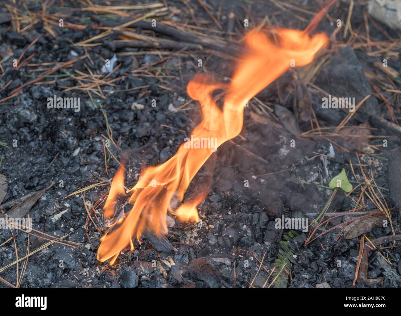 Burning pine resin gathered from Monterey Pine / Pinus radiata. Resin is flammable, burns with sooty flame, used for lighting emergency survival fires Stock Photo