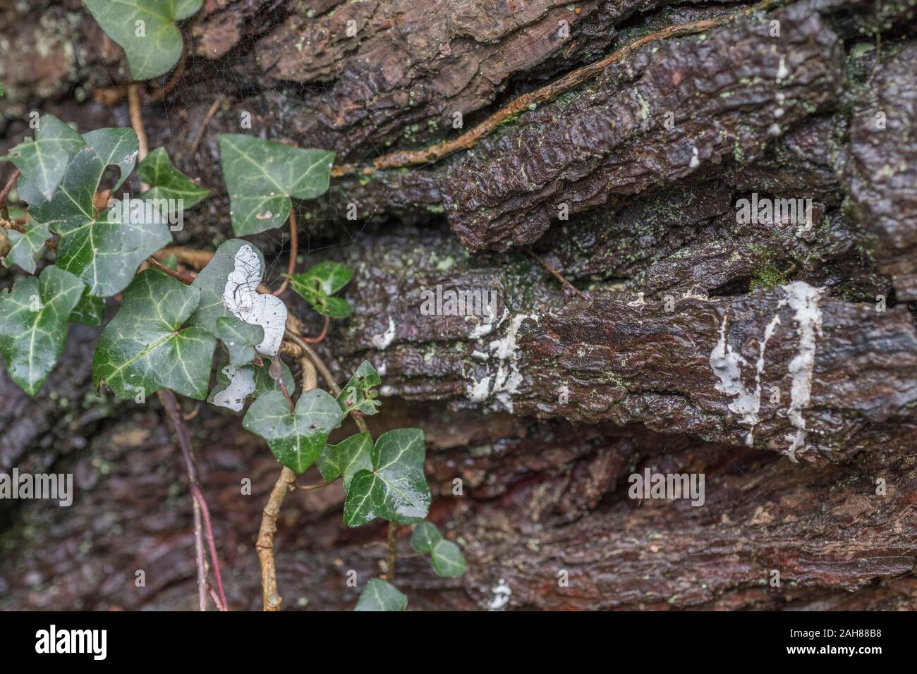 White pine tree oozing sap hi-res stock photography and images - Alamy