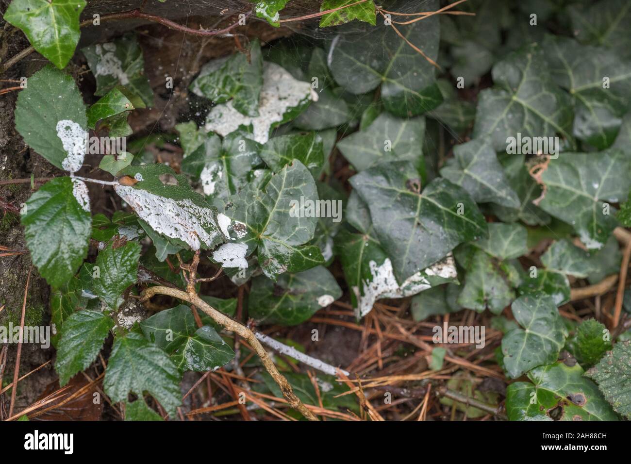 Pine resin sap drips from storm damaged Monterey Pine / Pinus radiata on ivy leaves. White resin sap is flammable & used for lighting emergency fires Stock Photo