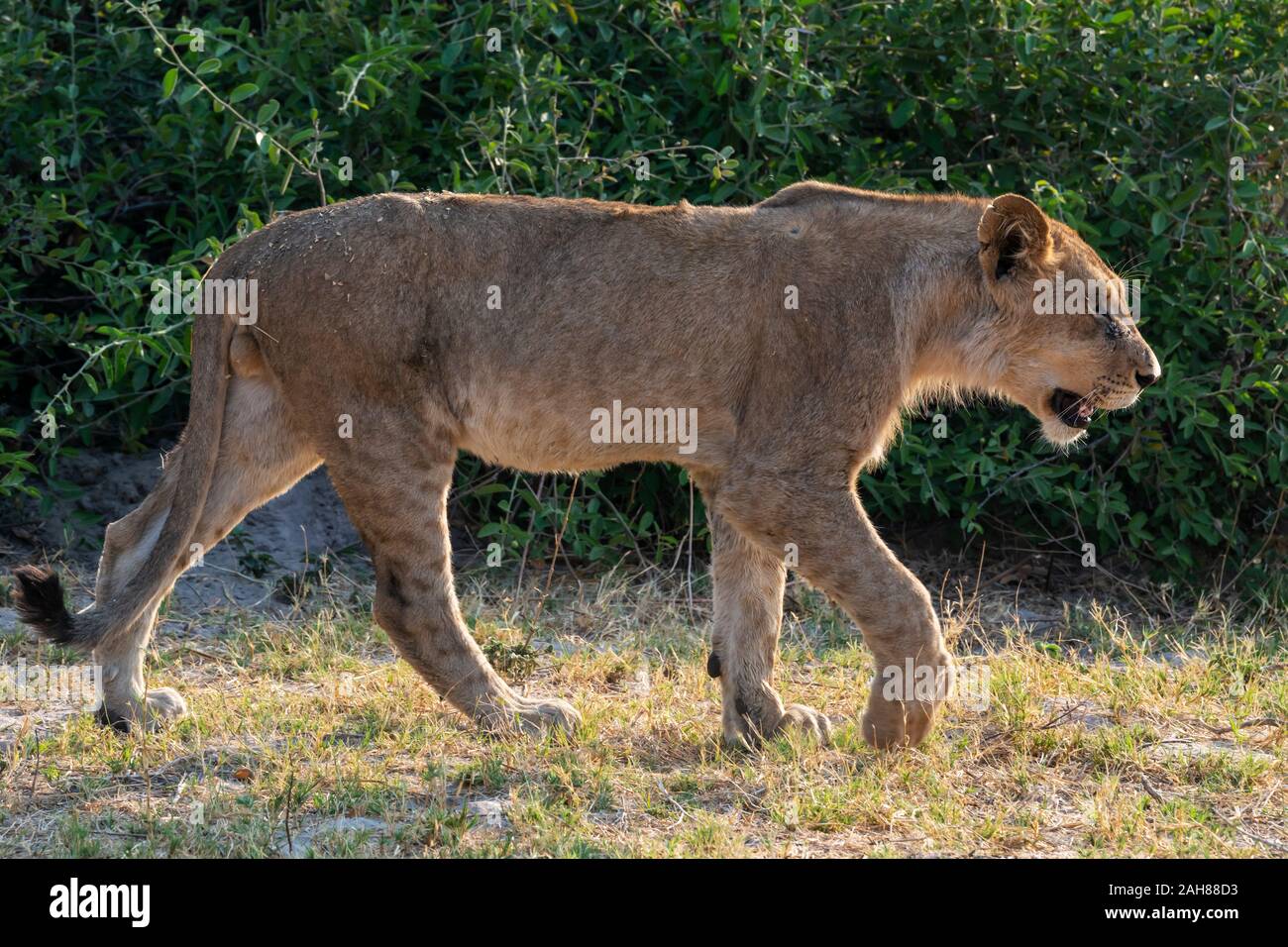 Young male lion (Panthera leo) on the move in Chobe National Park, Botswana, Southern Africa Stock Photo