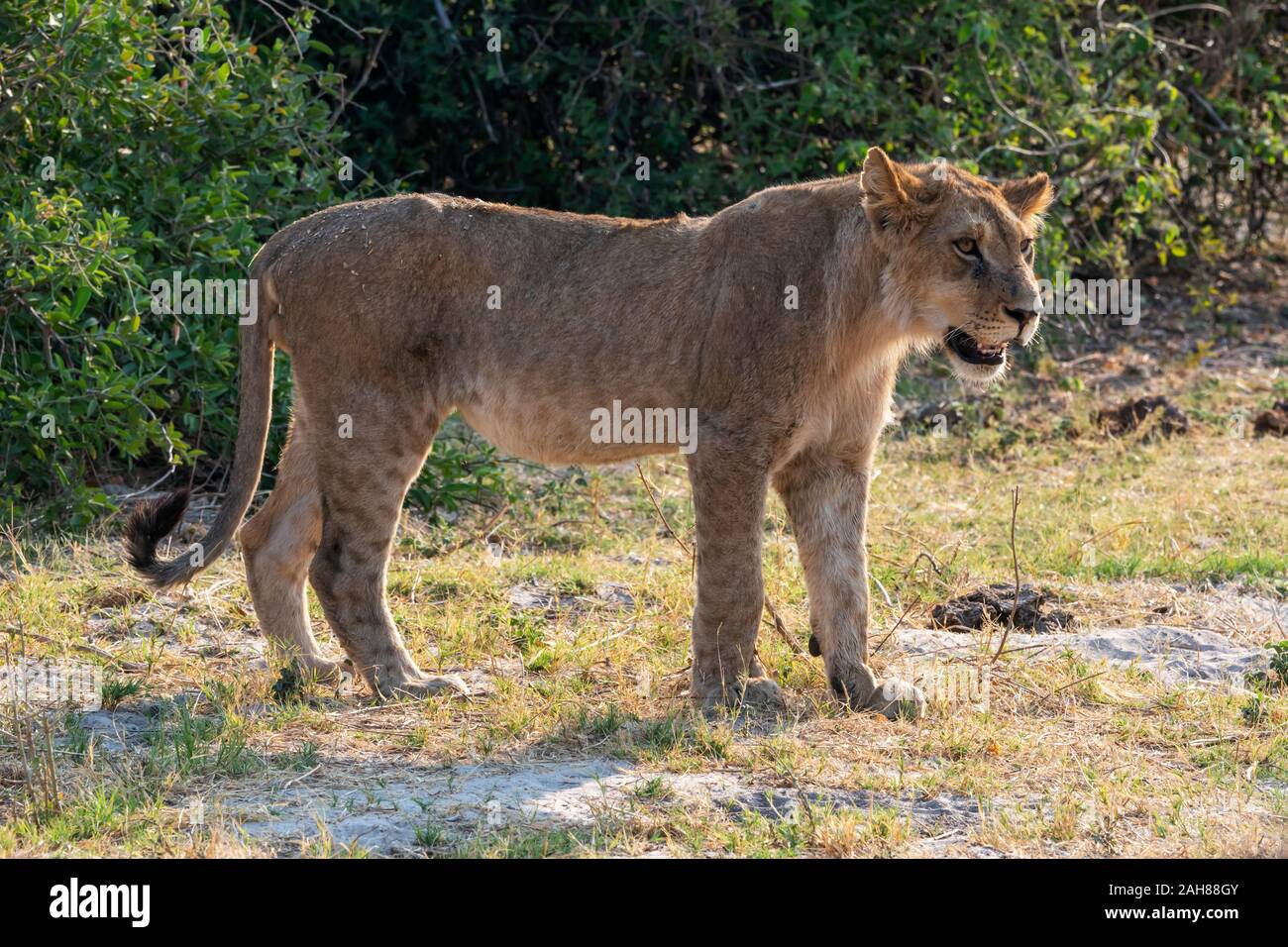 Young male lion (Panthera leo) on the move in Chobe National Park, Botswana, Southern Africa Stock Photo