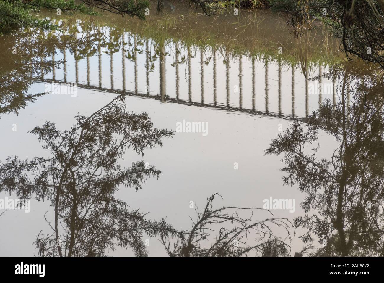 Submerged weeds in winter flooded drainage channel after heavy rain. Concept flooding, floodwaters, winter floods, submerged, water reflections. Stock Photo