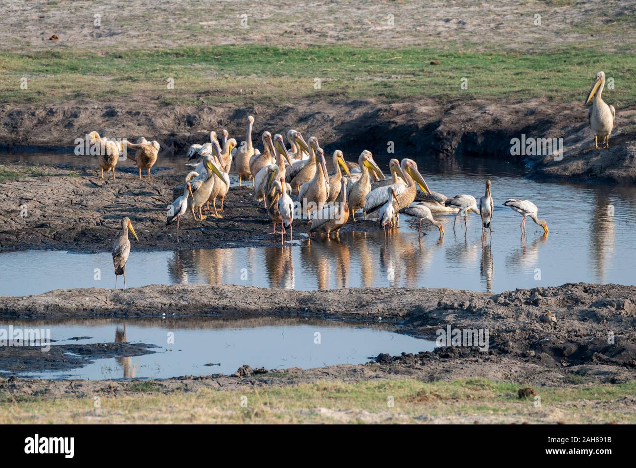 Ibis chobe national park botswana hi-res stock photography and images -  Alamy