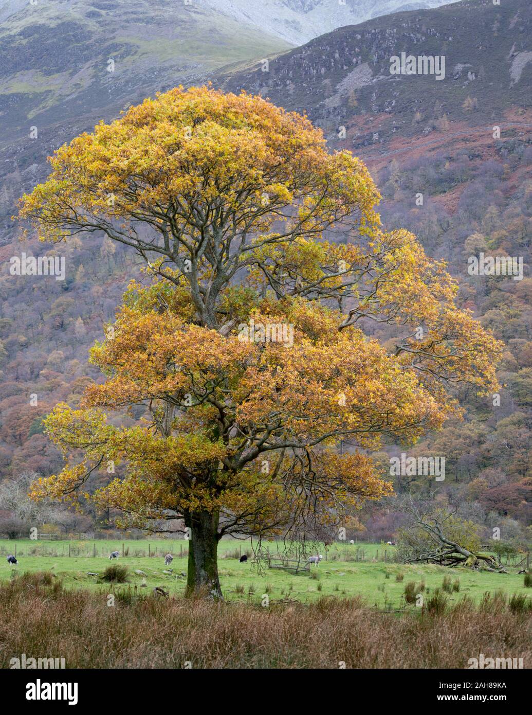 Lone tree in full autumn colours near Crummock Water in the England Lake District, Cumbria, England. Stock Photo