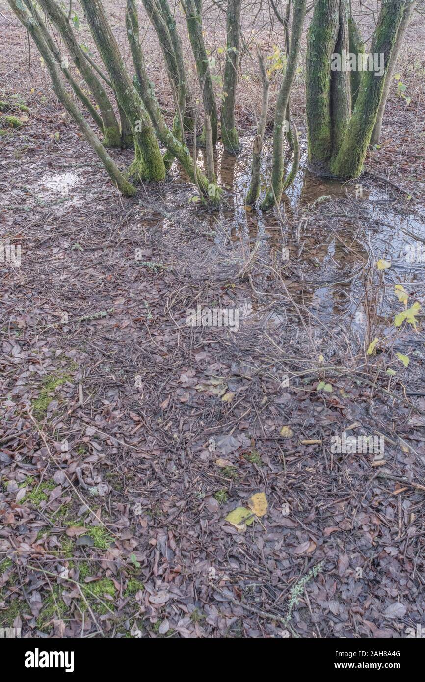 Small knoll of coppiced tree branches growing out of wet habitat. Focus ...