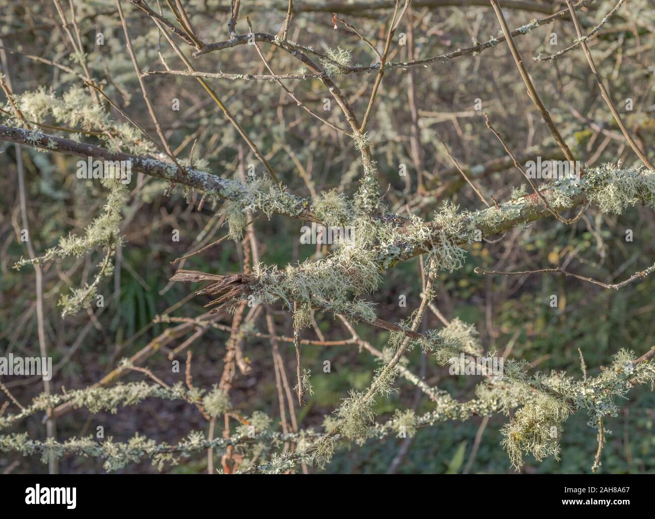 Close-up of pale green-yellow, whispy, tree lichen on a twig - perhaps Usnea or Parmotrema. Sign of a clean atmosphere apparently. SEE NOTES Stock Photo