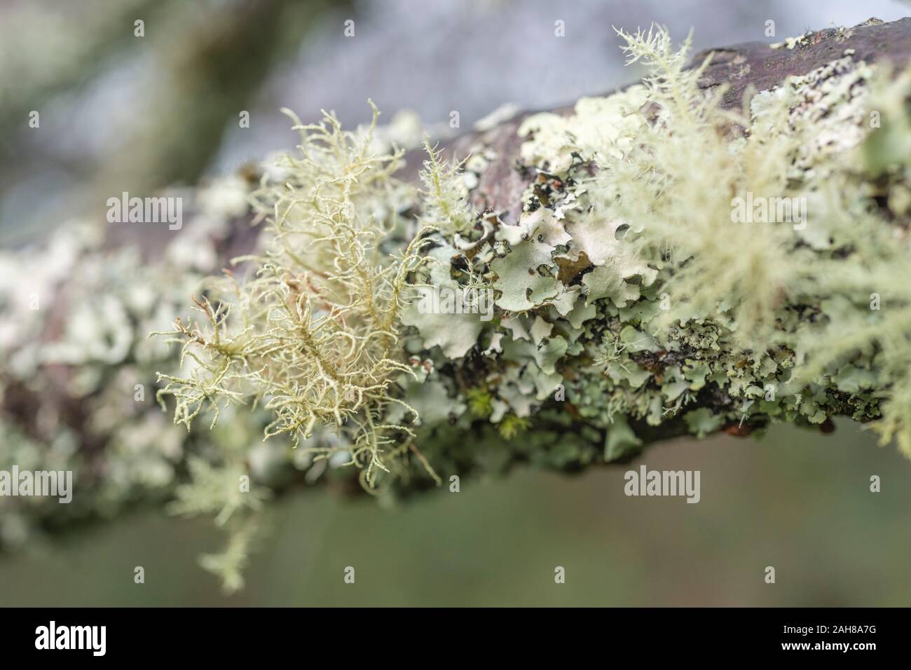 Close-up of pale green-yellow, whispy, tree lichen thallus on a twig - perhaps Usnea or Parmotrema. Sign of a clean atmosphere apparently. SEE NOTES. Stock Photo