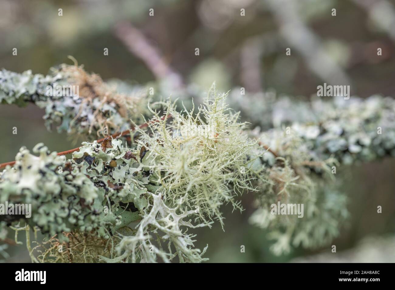 Close-up of pale green-yellow, whispy, tree lichen thallus on a twig - perhaps Usnea or Parmotrema. Sign of a clean atmosphere apparently. SEE NOTES. Stock Photo