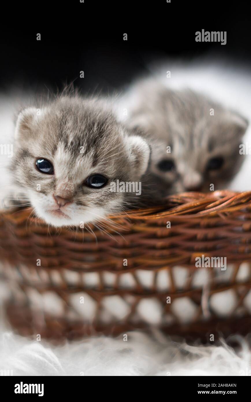 Close up portrait of two newborn grey tabby kitten lying in a wicker cradle and looking back at the camera, against a bokeh background Stock Photo