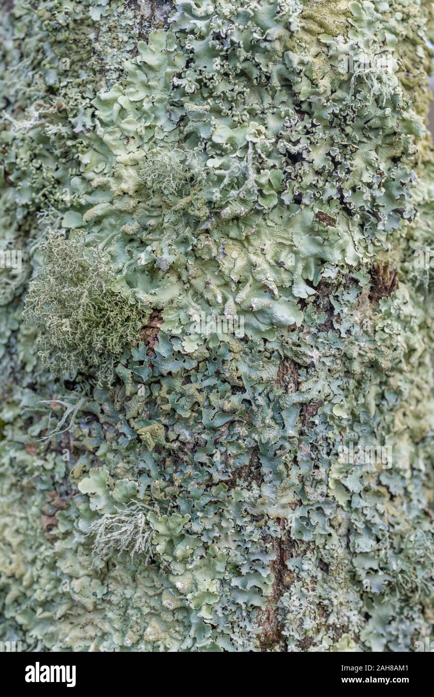 Pale green bearded fruticose lichen [? Usnea or Ramalina species] and flattened foliose lichen [? Parmotrema perlatum] swamping 20cm wide tree trunk. Stock Photo