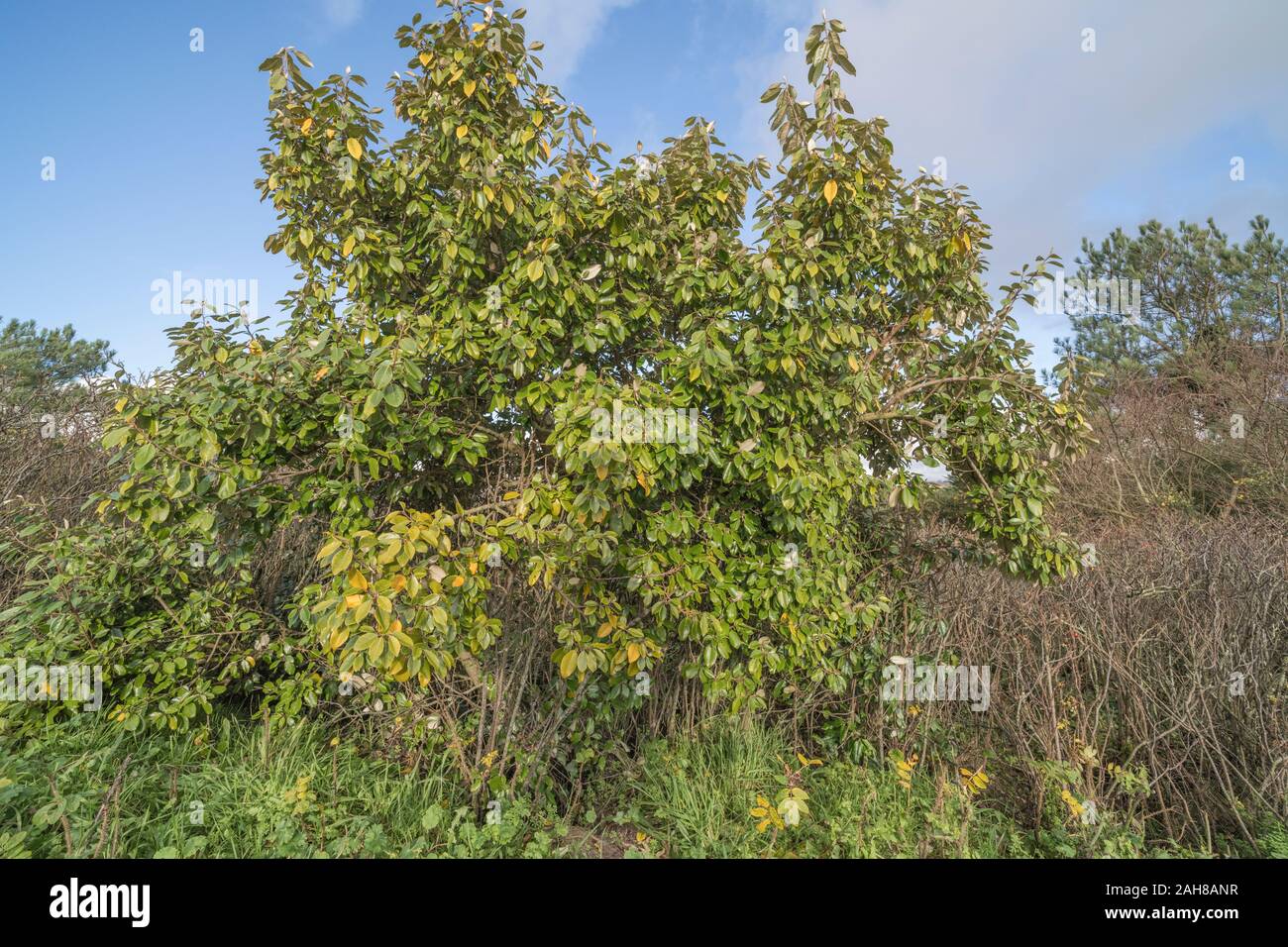 Glossy winter leaves of hybrid Oleaster Elaeagnus ebbingei also known as Elaeagnus submacrophylla, growing on Cornwall beach sand dunes. Stock Photo