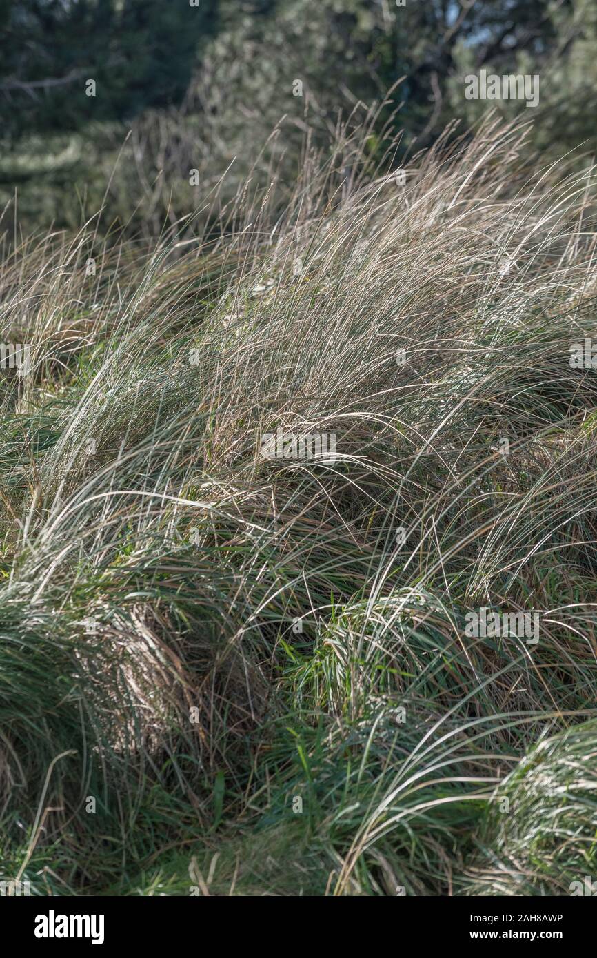 Tufts of the coastal plant Marram Grass / Ammophila arenaria in low winter sunshine. Marram used to stablilze sand dune systems. Stock Photo
