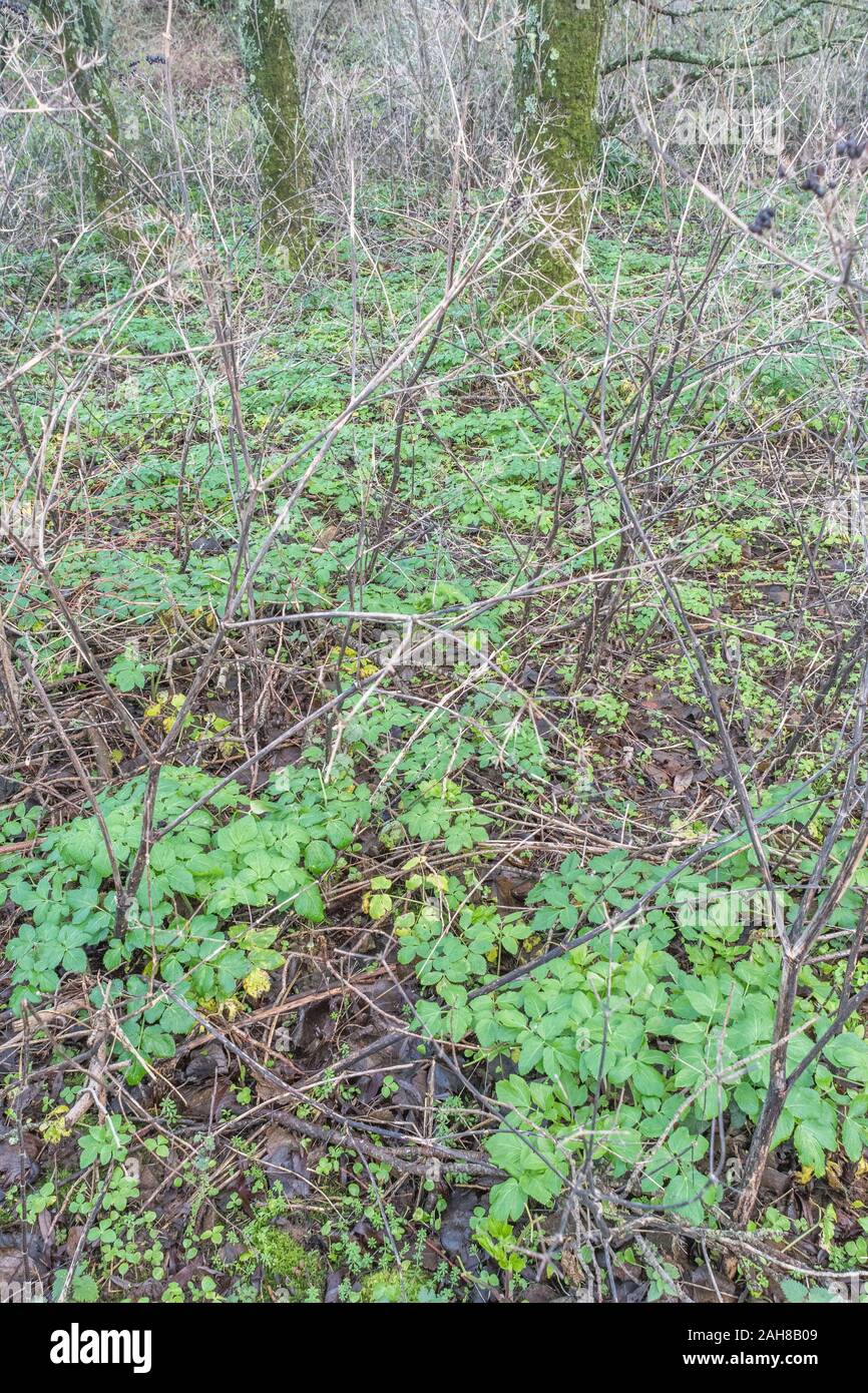 Patch of new growth Alexanders / Smyrnium olusatrum in Cornwall. Alexanders is foraged food, once grown for food, an Umbellifer, & part carrot family Stock Photo