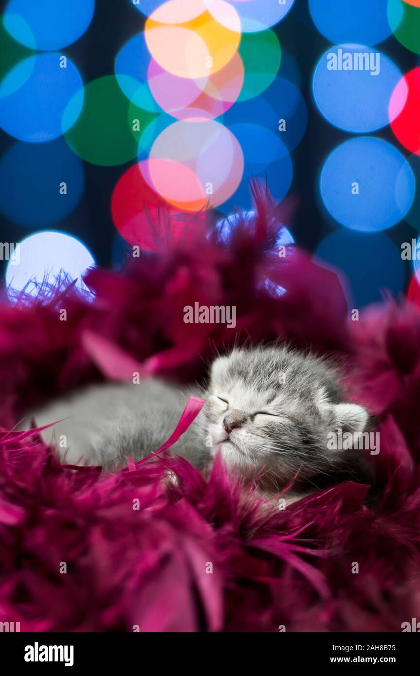 Close up of a grey kitten sleeping on a purple furry carpet, against a colorful bokeh background Stock Photo