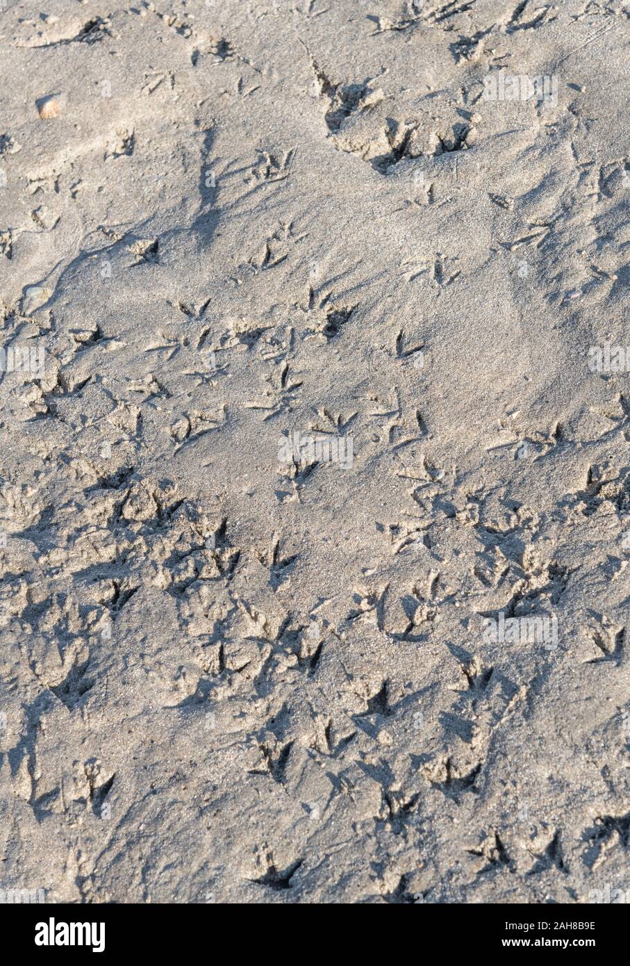 Abstract bird footprints tracks in wet sandy beach. Birdlife metaphor, signs of activity. Stock Photo