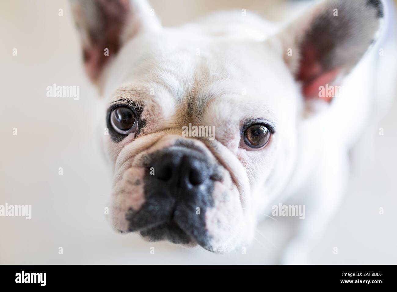 Close up portrait of the face of a white female french bulldog staring at the camera, against a bright bokeh background Stock Photo