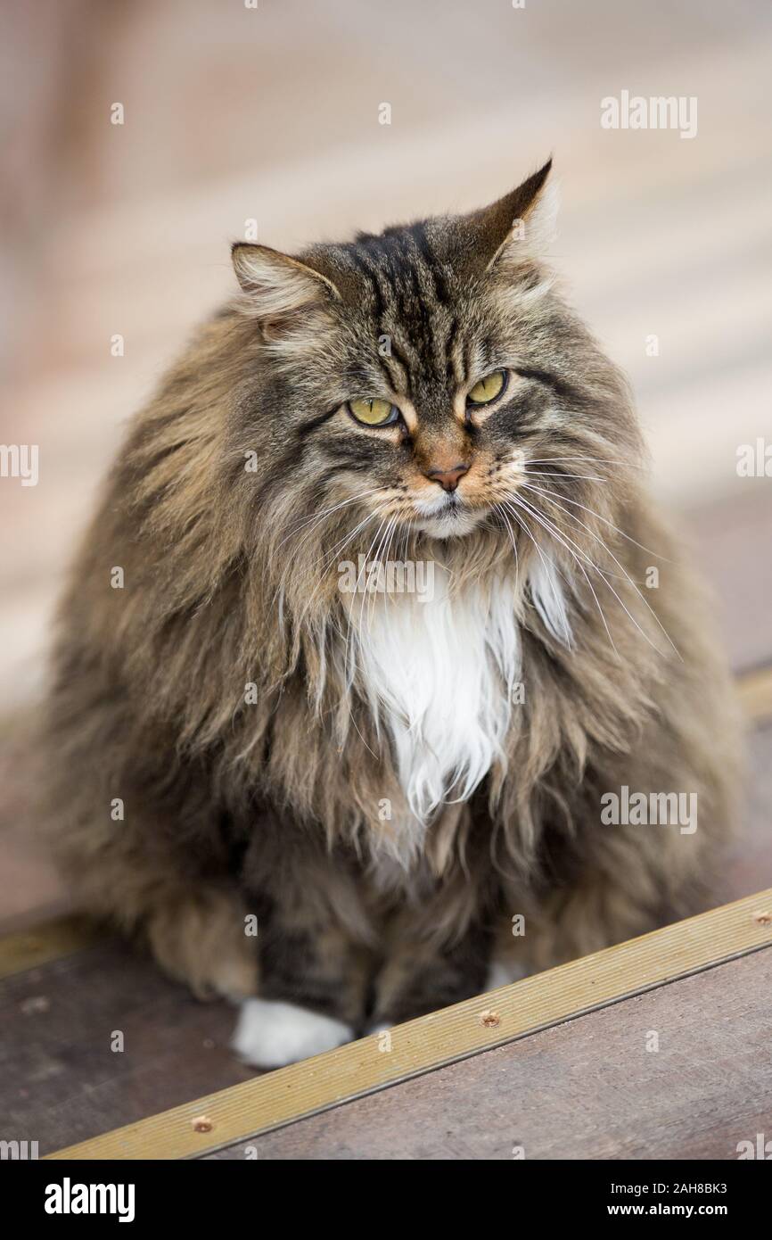 Close up portrait of a furry male norwegian cat standing close to a wooden venetian bridge and staring at the camera Stock Photo